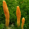 Cordyceps - Energy, Lungs, Adrenals, ATP, Recovery, Immune, Oxygen!