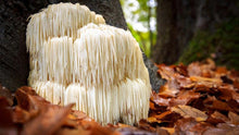 Lions Mane - The Brain & Nerve Medicinal Mushroom