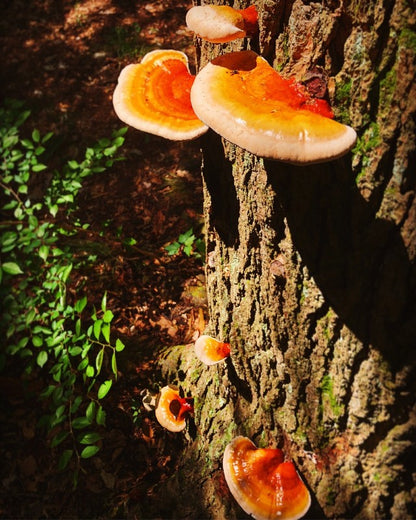 Reishi - Elixir of The Gods. The Mushroom of Immortality. Herb of Spiritual Potency