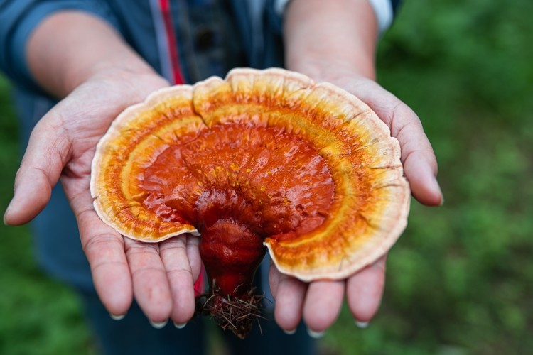 Reishi - Elixir of The Gods. The Mushroom of Immortality. Herb of Spiritual Potency