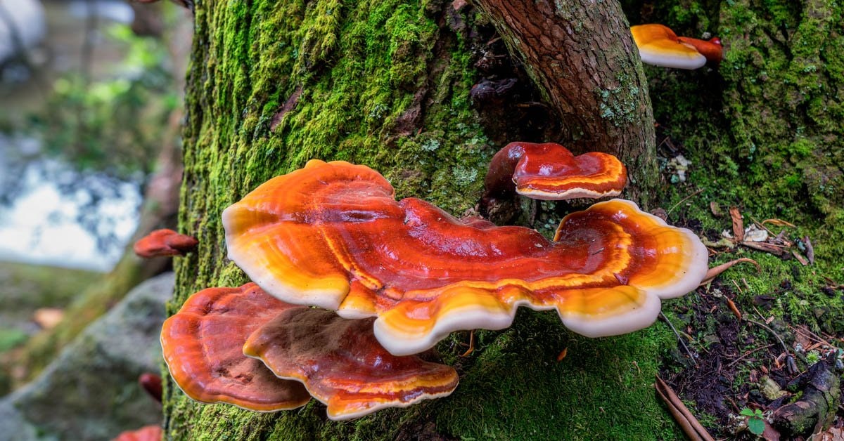 Reishi - Elixir of The Gods. The Mushroom of Immortality. Herb of Spiritual Potency