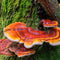 Reishi - Elixir of The Gods. The Mushroom of Immortality. Herb of Spiritual Potency