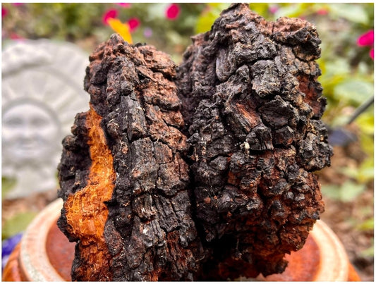 Chaga - KING Of Medicinal Mushrooms! DIAMOND Of The Forest!