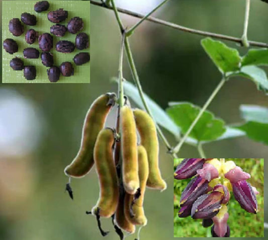 Mucuna - Sexual Potency, Orgasms, Adrenals, Mood, Depression, Brain, Nerve