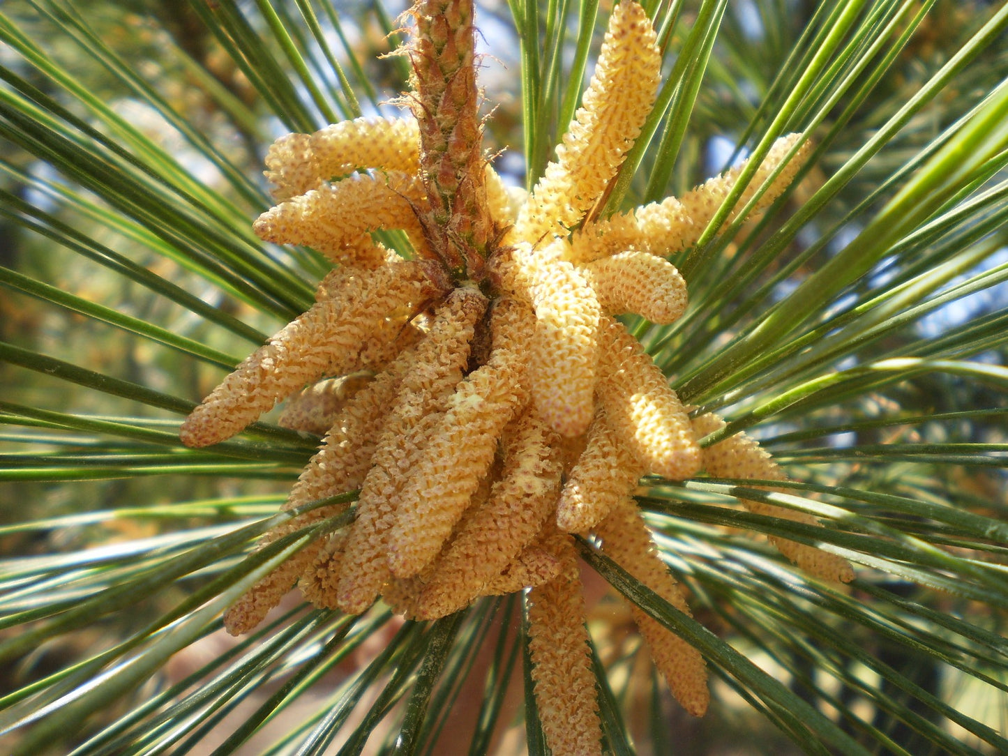 Pine Pollen Superfood Powder!